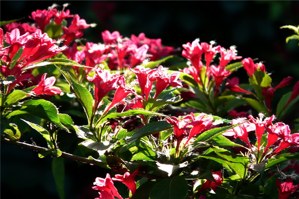 紅王子錦帶的養(yǎng)殖方法及注意事項 紅王子錦帶的養(yǎng)殖方法及注意事項