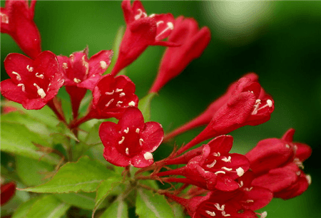 紅王子錦帶 紅王子錦帶