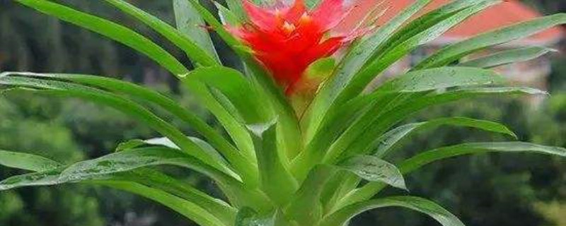 水培鴻運當(dāng)頭怎么養(yǎng) 水培鴻運當(dāng)頭怎么養(yǎng)