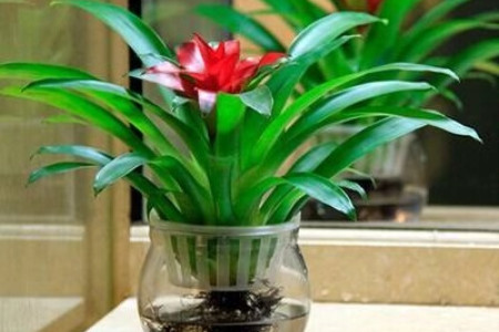 水培鴻運當(dāng)頭 水培鴻運當(dāng)頭