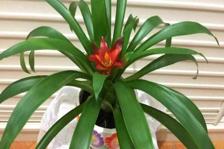 水培鴻運當(dāng)頭 水培鴻運當(dāng)頭