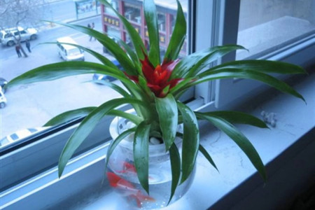 水培鴻運當(dāng)頭 水培鴻運當(dāng)頭