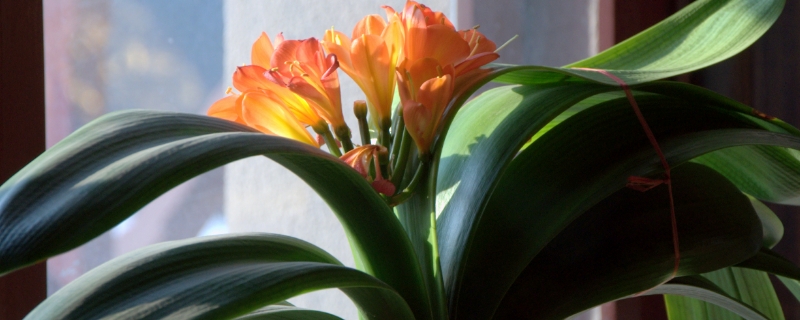 養(yǎng)花“澆水”很關(guān)鍵，掌握這“5原則”，養(yǎng)啥花都長(zhǎng)得旺！