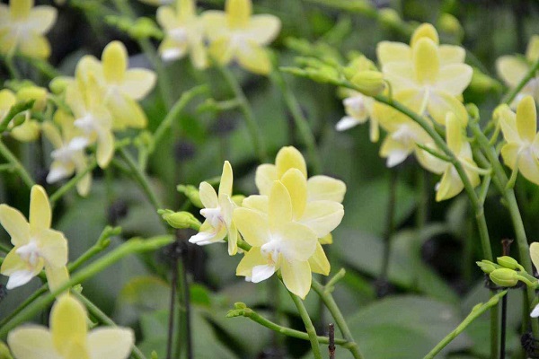 大花蕙蘭怎樣復(fù)花？