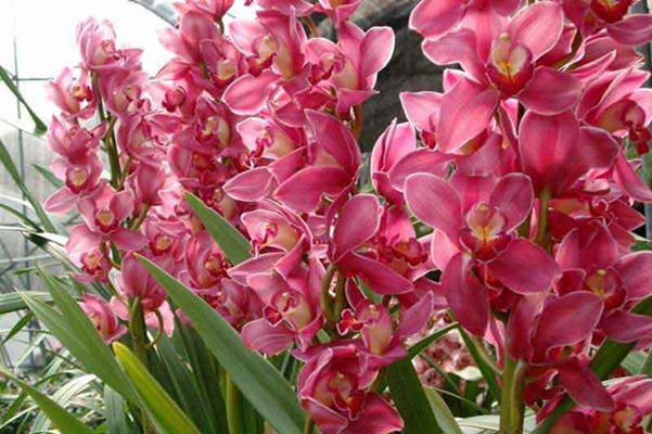 大花蕙蘭葉芯發(fā)黃怎么辦 大花蕙蘭葉芯發(fā)黃怎么辦