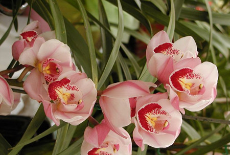 好看的大花蕙蘭 好看的大花蕙蘭