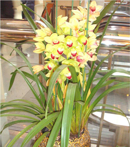 大花蕙蘭 大花蕙蘭