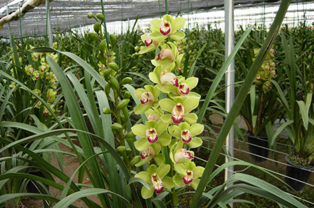 盆栽大花蕙蘭 盆栽大花蕙蘭