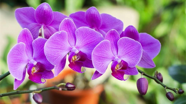 蝴蝶蘭的養(yǎng)殖方法 蝴蝶蘭的養(yǎng)殖方法