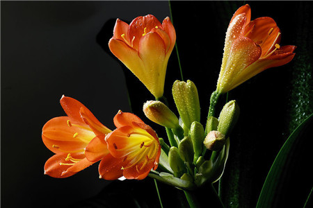 可愛的君子蘭 可愛的君子蘭