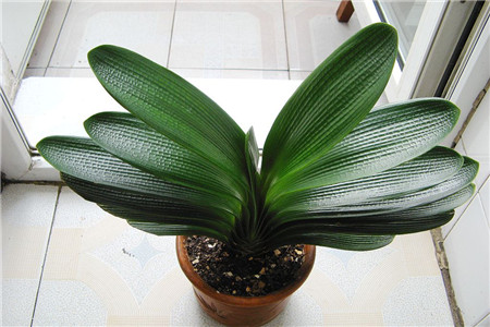 美麗的君子蘭 美麗的君子蘭