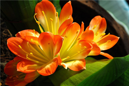 迷人的君子蘭 迷人的君子蘭