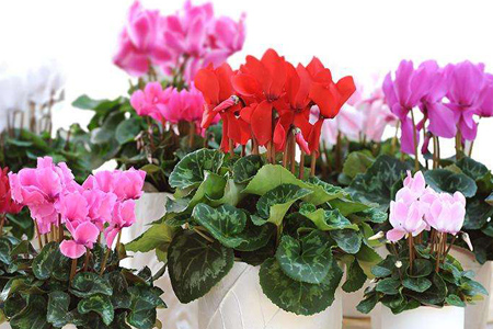 仙客來(lái) 仙客來(lái)