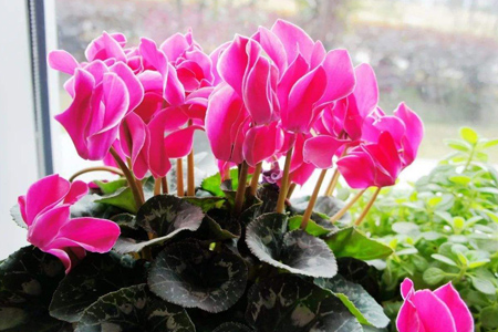 仙客來(lái) 仙客來(lái)