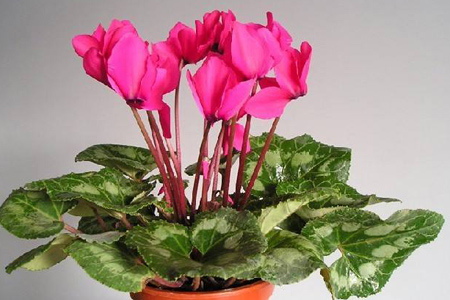 仙客來(lái) 仙客來(lái)