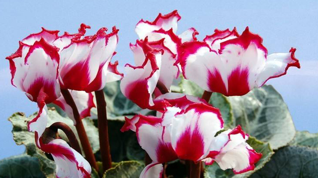 仙客來(lái)怎么養(yǎng) 仙客來(lái)怎么養(yǎng)