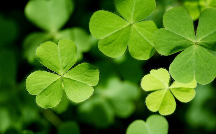 三葉草 三葉草