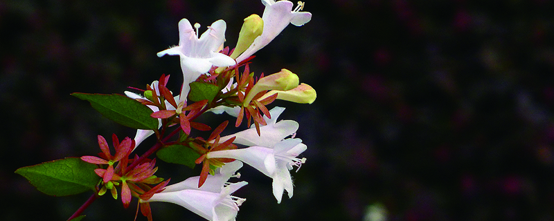 大花六道木花期是什么時(shí)候 大花六道木花期是什么時(shí)候